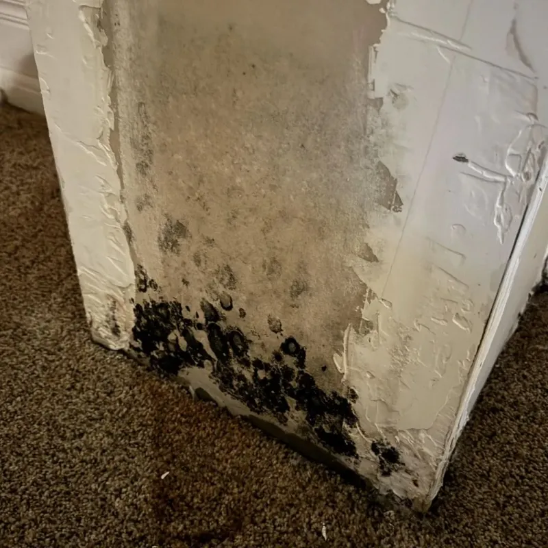 Professional Mold Removal in Bartlett, IL